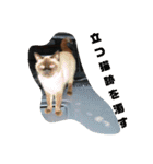 ポンという名の猫（個別スタンプ：3）