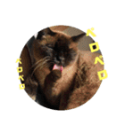 ポンという名の猫（個別スタンプ：5）