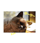 ポンという名の猫（個別スタンプ：6）