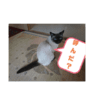 ポンという名の猫（個別スタンプ：8）
