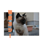 ポンという名の猫（個別スタンプ：12）