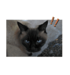 ポンという名の猫（個別スタンプ：13）