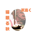 ポンという名の猫（個別スタンプ：19）