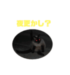 ポンという名の猫（個別スタンプ：21）