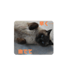 ポンという名の猫（個別スタンプ：22）