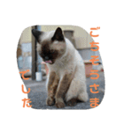 ポンという名の猫（個別スタンプ：23）