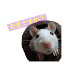 ラットのこてつ君（個別スタンプ：1）