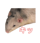 ラットのこてつ君（個別スタンプ：4）