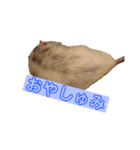 ラットのこてつ君（個別スタンプ：5）