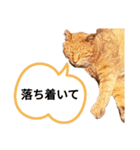 地域猫⭐茶にゃんの日（個別スタンプ：11）