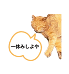 地域猫⭐茶にゃんの日（個別スタンプ：12）