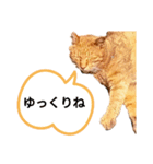 地域猫⭐茶にゃんの日（個別スタンプ：13）