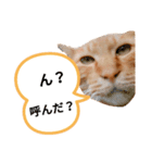 地域猫⭐茶にゃんの日（個別スタンプ：22）