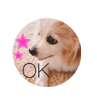 癒し犬CoCoのスタンプ（個別スタンプ：1）
