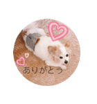 癒し犬CoCoのスタンプ（個別スタンプ：2）