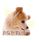 癒し犬CoCoのスタンプ（個別スタンプ：3）