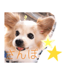 癒し犬CoCoのスタンプ（個別スタンプ：4）