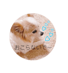 癒し犬CoCoのスタンプ（個別スタンプ：5）