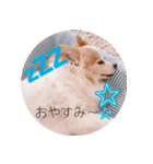 癒し犬CoCoのスタンプ（個別スタンプ：6）