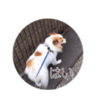 癒し犬CoCoのスタンプ（個別スタンプ：7）