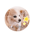 癒し犬CoCoのスタンプ（個別スタンプ：8）