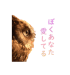 スピックスコノハズクのフレールちゃん2（個別スタンプ：1）