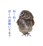 スピックスコノハズクのフレールちゃん2（個別スタンプ：2）