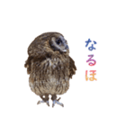 スピックスコノハズクのフレールちゃん2（個別スタンプ：4）