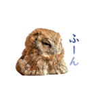 スピックスコノハズクのフレールちゃん2（個別スタンプ：5）