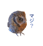 スピックスコノハズクのフレールちゃん2（個別スタンプ：7）