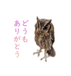 スピックスコノハズクのフレールちゃん2（個別スタンプ：9）