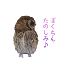 スピックスコノハズクのフレールちゃん2（個別スタンプ：11）