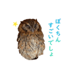 スピックスコノハズクのフレールちゃん2（個別スタンプ：12）
