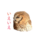 スピックスコノハズクのフレールちゃん2（個別スタンプ：14）