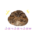 スピックスコノハズクのフレールちゃん2（個別スタンプ：15）