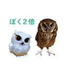 スピックスコノハズクのフレールちゃん2（個別スタンプ：16）