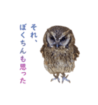スピックスコノハズクのフレールちゃん2（個別スタンプ：17）