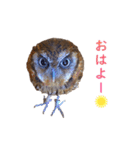 スピックスコノハズクのフレールちゃん2（個別スタンプ：18）