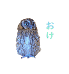 スピックスコノハズクのフレールちゃん2（個別スタンプ：19）