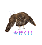 スピックスコノハズクのフレールちゃん2（個別スタンプ：20）