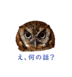 スピックスコノハズクのフレールちゃん2（個別スタンプ：21）