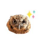 スピックスコノハズクのフレールちゃん2（個別スタンプ：23）