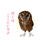スピックスコノハズクのフレールちゃん2（個別スタンプ：24）