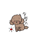 保護犬応援！トイプードルと遊ぼう（個別スタンプ：10）