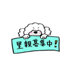 保護犬応援！トイプードルと遊ぼう（個別スタンプ：13）