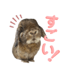 愛うさらぎ らぶちゃんスタンプvol.2（個別スタンプ：5）