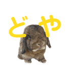 愛うさらぎ らぶちゃんスタンプvol.2（個別スタンプ：10）