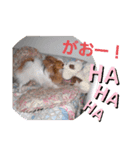 ぱぴぱぴパピヨン（個別スタンプ：3）