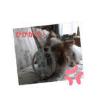 ぱぴぱぴパピヨン（個別スタンプ：4）