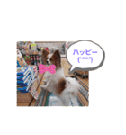 ぱぴぱぴパピヨン（個別スタンプ：6）